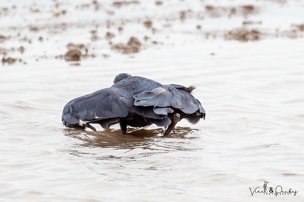 Western Reef Egret